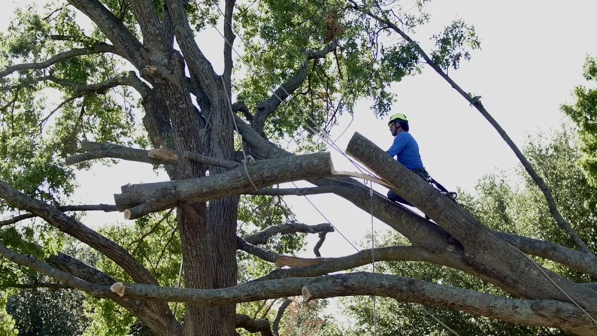 Professional Crown Thinning performed by certified arborists in Lapine