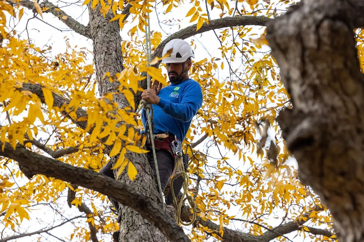 Skilled Tree Pruning crew working in Lapine